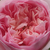Rózsaszín - Nosztalgia rózsa - Sonia Rykiel